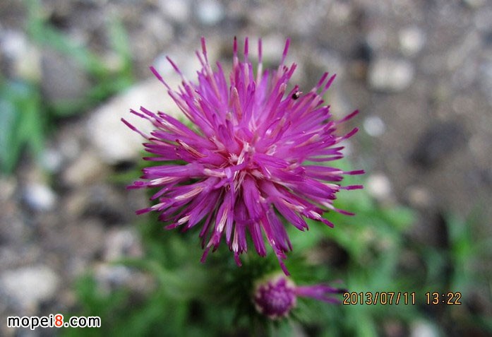 �y�MINIĦ��܇YG150-22Ħ��һ·��