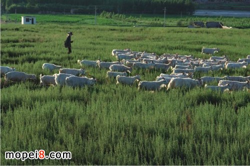 銀鋼mini摩托車內蒙古試騎報告