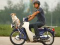 ����HONDA �����׺� Super CUB50ԇ�{