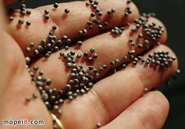 制作EPS(膨脹性聚乙丙烯)頭盔襯里